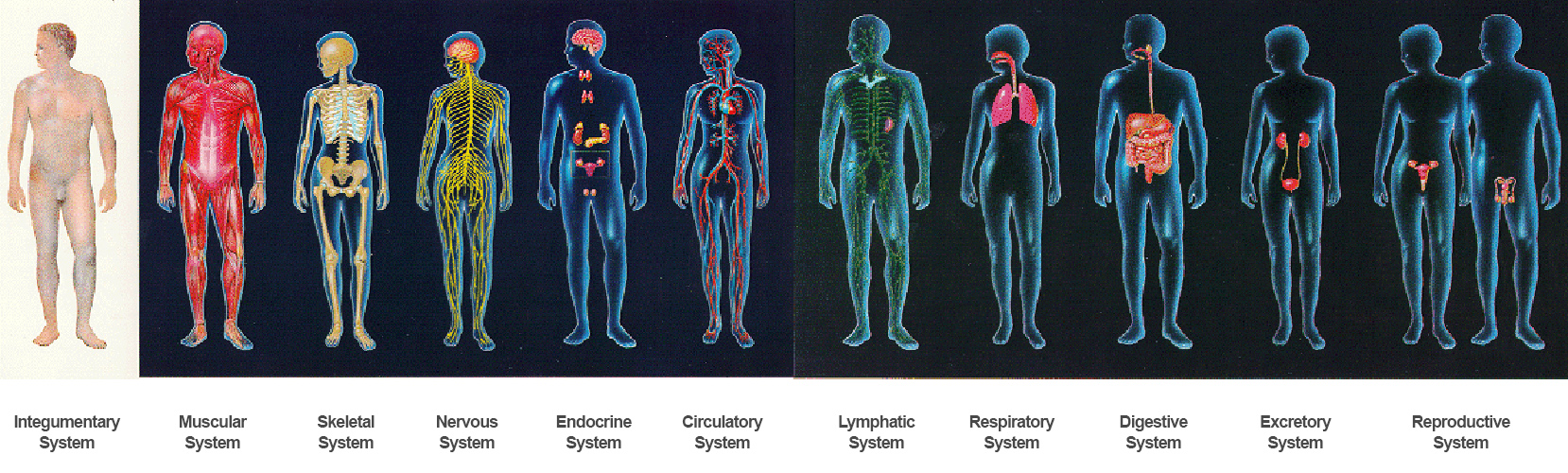 all human body organ system